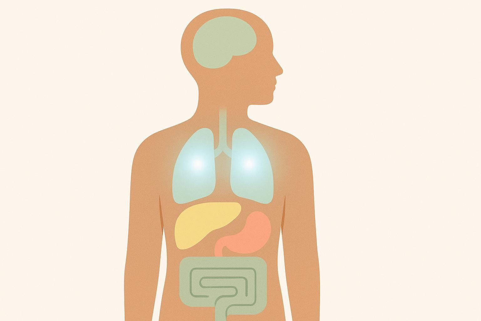 Illustration showing which organs a Prenuvo scan covers well (brain, liver, stomach, intestines) and which it has limitations on (lungs and heart, highlighted with white glow).