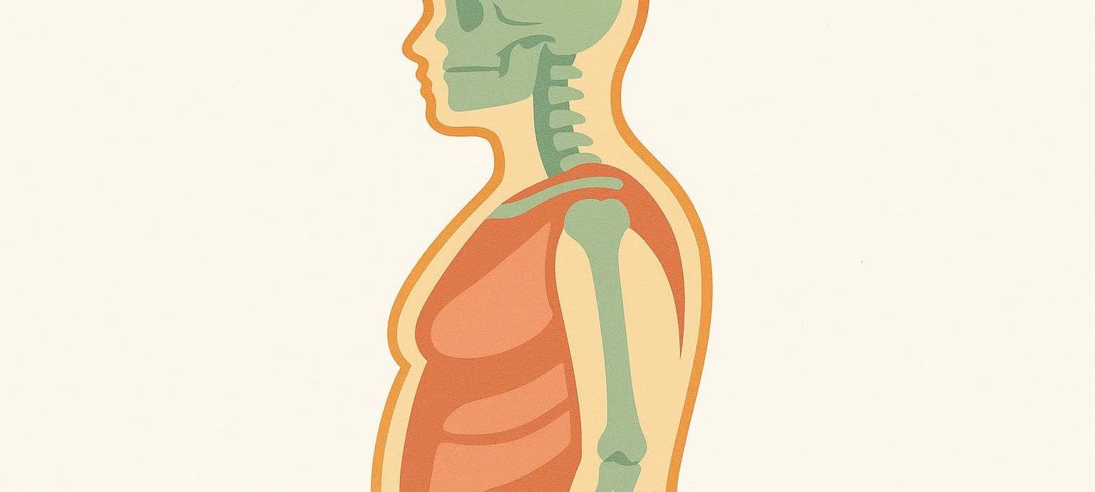 Abstract illustration of a human body in profile, showing layers of green bones and orange muscles within a lighter orange outline, on a light cream background.